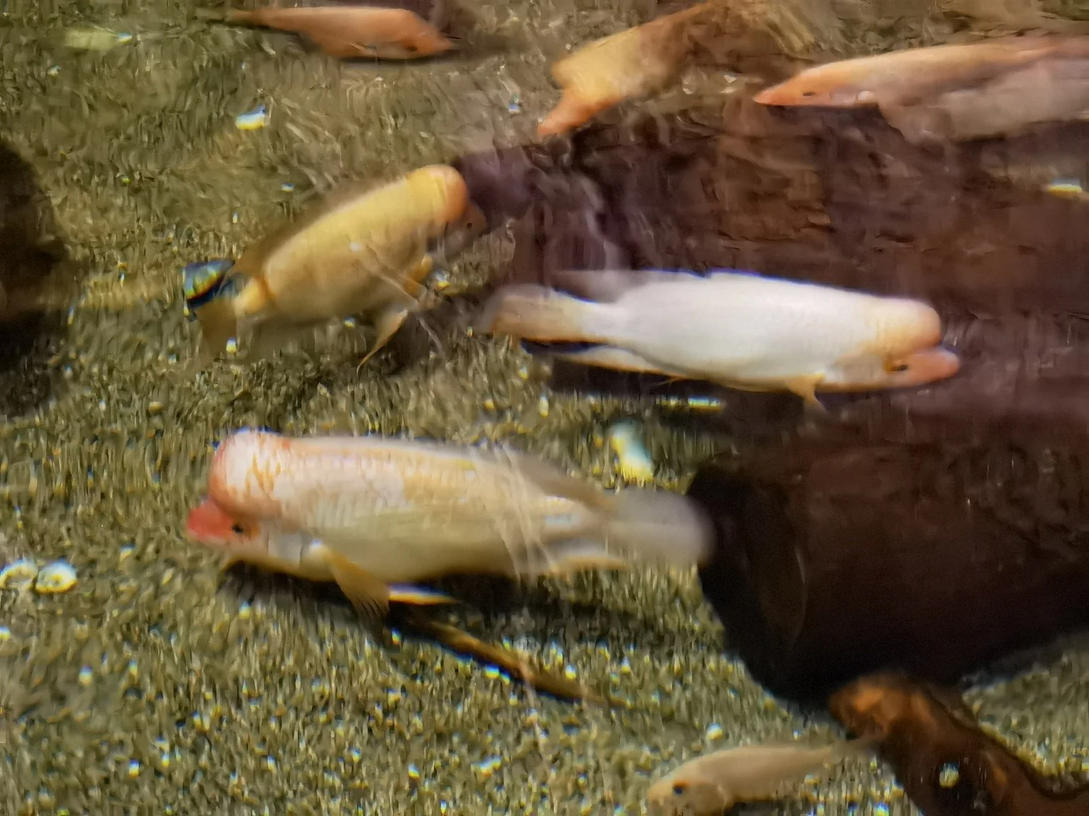 水族箱中数条粉白色、额部明显隆起的鱼