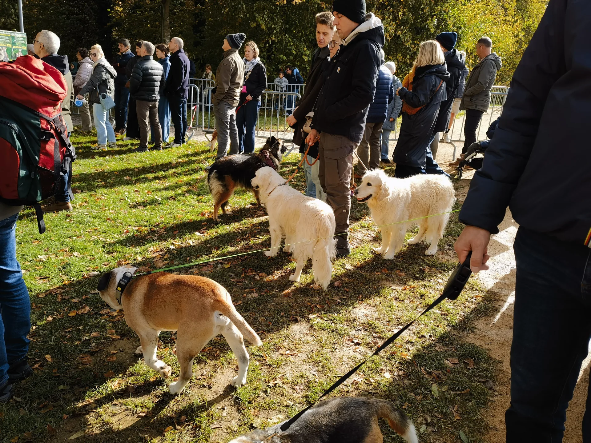 🍂 Tervuren 圣休伯特节现场手记：秋日里的动物祈福